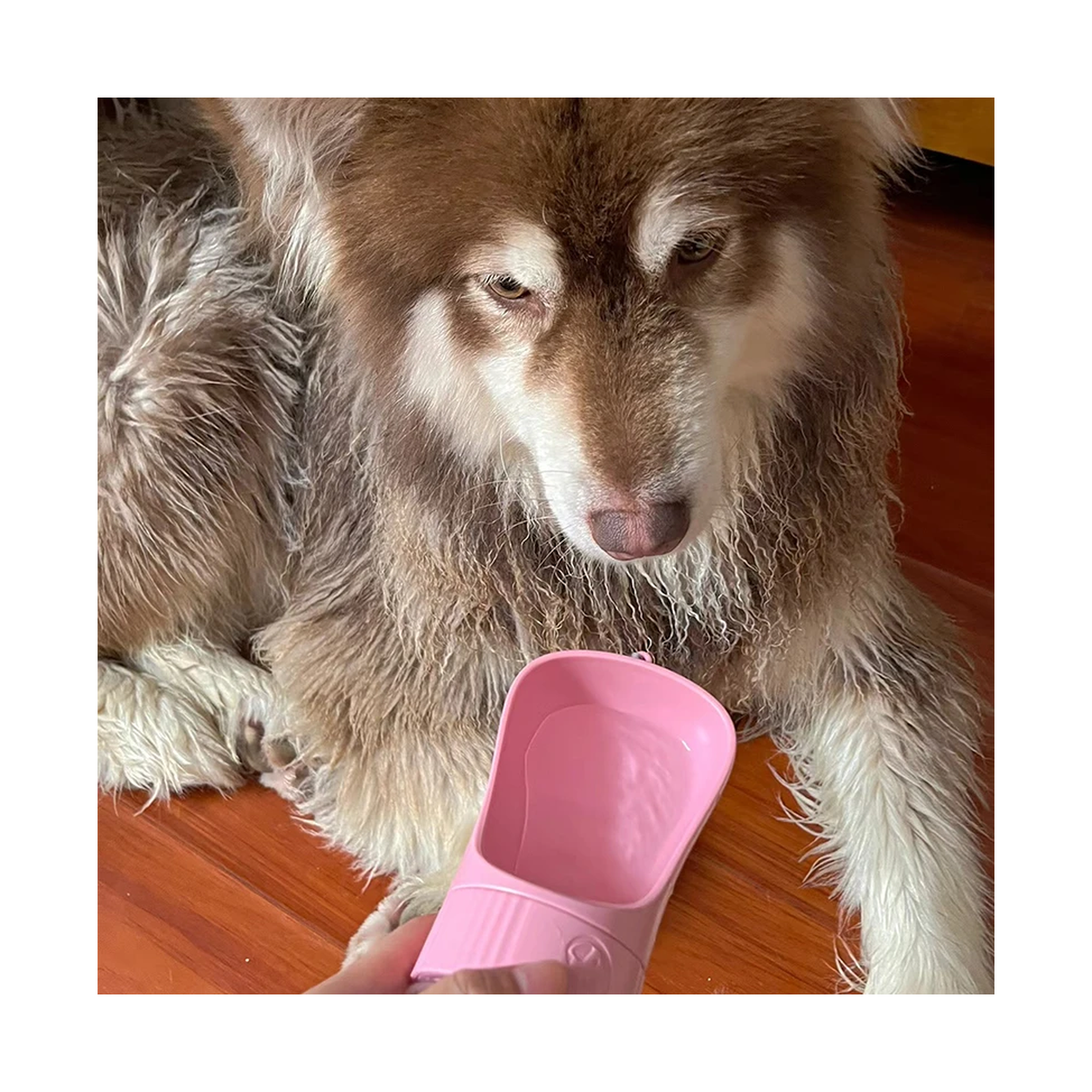 Dog drinking from the built-in bowl of the travel bottle