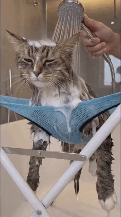 Tabby cat showered on the stand