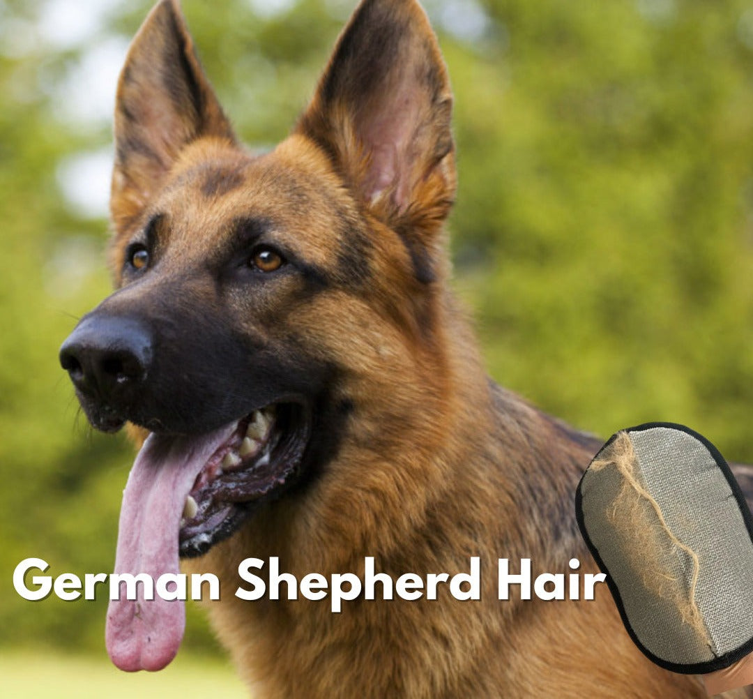 German shepherd outdoors, heavy double coat