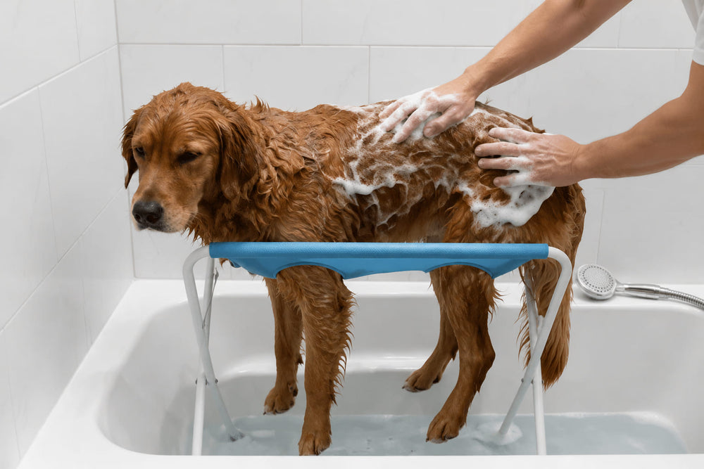 The same dog standing calmly on the Wagly bath and grooming stand